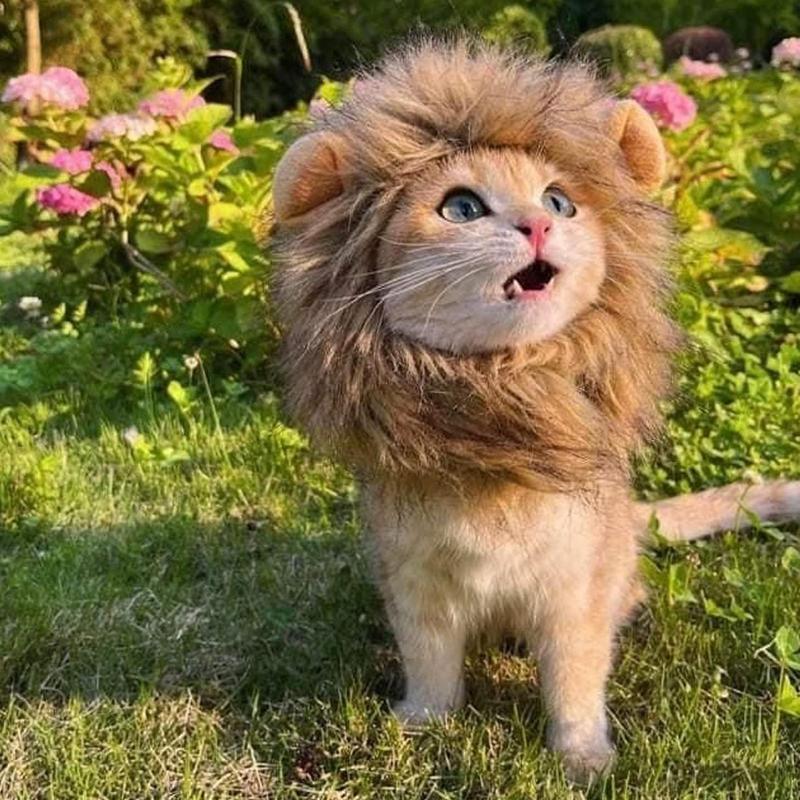 Cat Lion Wig