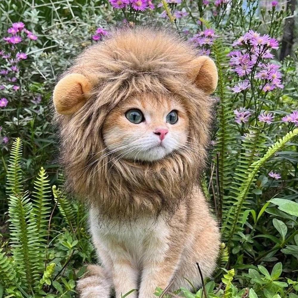Cat Lion Wig